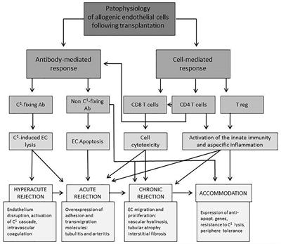 Vascular Signaling in Allogenic Solid Organ Transplantation – The Role of Endothelial Cells